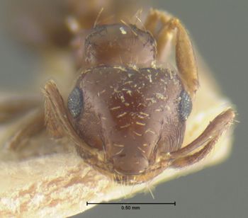 Media type: image; Entomology 20811   Aspect: head frontal view
